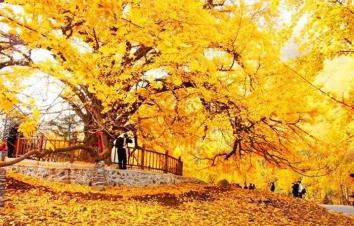 湖北武汉周边2日自驾游：随州千年银杏谷-大洪山风景区2天周末赏秋之旅-游推荐