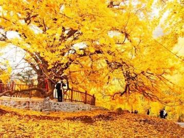 湖北武汉周边2日自驾游：随州千年银杏谷-大洪山风景区2天周末赏秋之旅