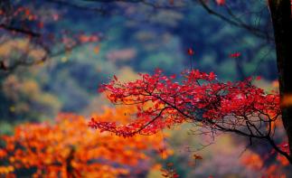 重庆出发到光雾山3天自驾：看亚洲最大红叶林，抓住秋天最后的尾巴！-推荐