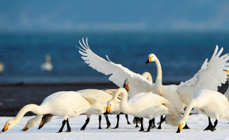 北京出发山东半岛3日自驾游：梦幻天鹅湖，观海上日出，奢享温泉豪华海景酒店-推荐