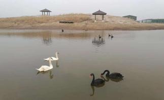 北京出发河北沧州2日自驾游：北塘古镇、洋货街、南大港湿地2日周末游-推荐