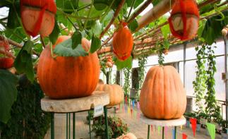 北京出发秦皇岛2日自驾游：集发观光园、阿尔卡迪亚温泉酒店2日自驾之旅-推荐