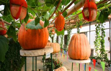 北京出发秦皇岛2日自驾游：集发观光园、阿尔卡迪亚温泉酒店2日自驾之旅-游推荐