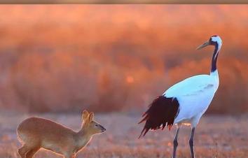 山东出发到苏北3日自驾游：水上森林-千垛花海-大纵湖美食的诱惑休闲3日自驾游-游推荐