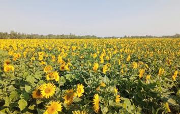 乌鲁木齐集合新疆13日自驾游：赛里木湖-喀纳斯-魔鬼城-鄯善北疆环线13日自驾游-游推荐