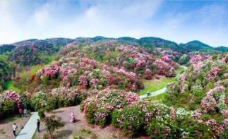 北京出发西安贵州广西13日自驾游：百里杜鹃-黄果树瀑布-龙脊梯田自驾游-推荐