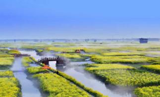 北京出发江苏兴化4日自驾：垛田水上油菜花-鼋头渚樱花-台儿庄古城4日自驾游-推荐