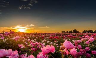 北京出发山东3日自驾游：阳谷县狮子楼、菏泽曹州牡丹园、东平水浒城3日自驾-推荐