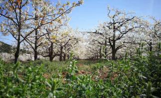 北京出发秦皇岛官场2日自驾：冀东梨花海、古长城、桃林湖、豪华海景酒店2日休闲游-推荐