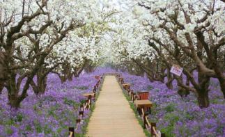 北京出发江苏上海6日自驾游：三台梨兰会、嵊泗列岛、花果山6日自驾-推荐