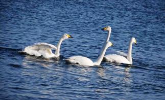 北京出发山东3日自驾游：玫瑰园、天鹅湖、天马岛、青州古城3日自驾-推荐