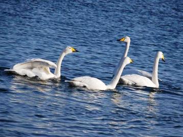北京出发山东3日自驾游：玫瑰园、天鹅湖、天马岛、青州古城3日自驾