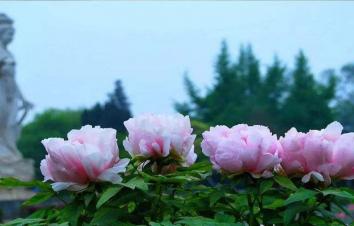 山东到河南3日自驾游：洛阳牡丹园-开封大宋武侠城-伏羲山红石林-经典山水3日自驾游-游推荐