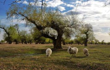 北京出发内蒙古3日自驾游：宝古图沙漠-孟家段国家湿地-怪柳林3日自驾-游推荐