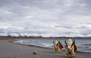 成都出发川藏新藏25日自驾游：羊卓雍措-古格王朝遗址-独库公路-巴音布鲁克-塔克拉玛干沙漠25日大环-游推荐