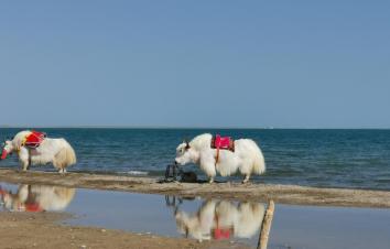 西安出发青海6日自驾游：青海湖+门源油菜花+茶卡盐湖+塔尔寺6日自驾游-游推荐