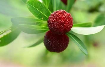 武汉出发金华4天自驾：龙游石窟-神仙居景区-横溪杨梅采摘园4天自驾游-游推荐