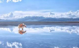 北京出发青海10自驾游：门源油菜花-青海湖-茶卡盐湖-卓尔山10日自驾-推荐