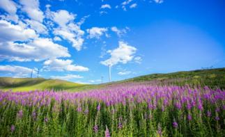 北京出发锡林郭勒3日自驾游：金莲川赏花节-百车自驾穿越-千里草原风景大道3日草原自驾游-推荐