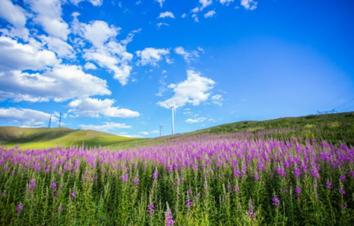 北京出发锡林郭勒3日自驾游：金莲川赏花节-百车自驾穿越-千里草原风景大道3日草原自驾游-游推荐