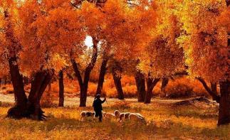 北京出发额济纳9日自驾游：大美胡杨林、敦煌莫高窟、雅丹、张掖丹霞、定边盐城西北环线自驾9日-推荐