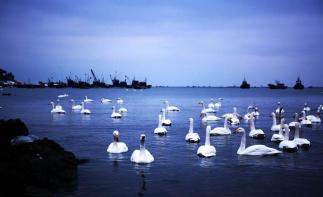 北京出发山东5日自驾：蓬莱阁-养马岛-烟墩角-青州古城日自驾-推荐