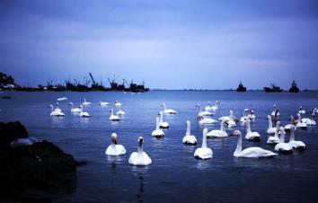 北京出发山东5日自驾：蓬莱阁-养马岛-烟墩角-青州古城日自驾-游推荐