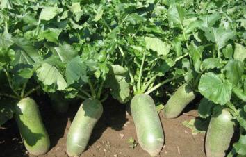 北京出发天津2日自驾游：柳青古镇-拔沙窝萝卜-吃沧州火锅鸡2日自驾游-游推荐