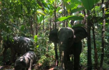 全国出发云南落地6日自驾游：望天树-傣族园-曼听公园6日房车自驾游-游推荐