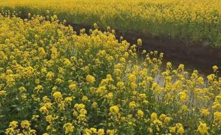 北京出发江苏5日自驾游：台儿庄古城-李中水上森林公园-千垛5日自驾游-推荐