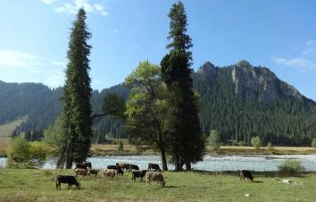 乌鲁木齐起止北疆伊犁13日落地自驾：可可托海-喀纳斯-禾木-赛里木湖-伊昭公路-喀拉峻-独库北线13-游推荐