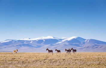 西宁集合可可西里-三江源8日自驾青海秘境：昆仑山-勒巴沟-翡翠湖-万丈盐桥8日自驾游-游推荐