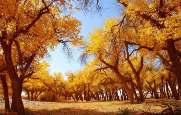 【国庆自驾】 | 金色童话 | . 额济纳旗胡杨林8天落地自驾之旅-游推荐