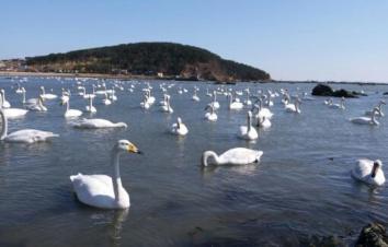 北京出发山东4日自驾游：烟墩角-那香海国际旅游度假区-青州古城4日自驾游-游推荐