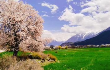 成都出发川进青出15日自驾游：川藏线G318-拉萨-羊湖-纳木措-青藏线15日自驾-游推荐