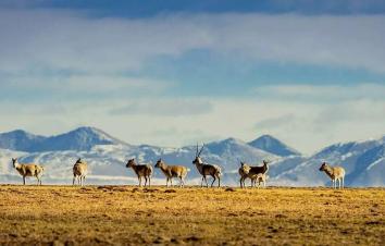 西宁集结可可西里7日自驾游：西宁-可可西里-黄河源头-文成公主庙-三江源保护区-昆仑山国家公园-九层-游推荐