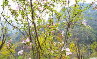 北京周边2日自驾游：五岳寨-漫山花溪谷河北2日自驾游-推荐