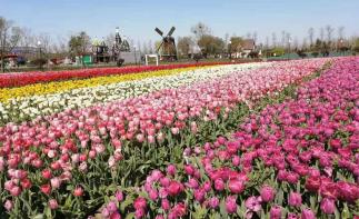 北京出发苏州山东7日自驾游：压油沟-苏州国际博览中心-高邮湖-荷兰花海7日自驾游-推荐