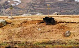 「自驾组团游-新藏线」成都出发川藏线、阿里南线、新藏线、喀什、乌鲁木齐23日 【跨时差之旅】·看不同-推荐