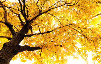 大理集合云南7日秋冬自驾：腾冲银杏村-无量山冬樱花-诺邓古村-云龙太极图-北海湿地7日自驾游-游推荐