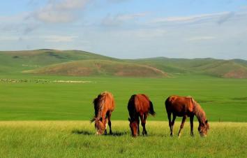 海拉尔集合呼伦贝尔5日小环线自驾游：金夏草原额尔古纳-恩和-中俄边境卡线-黑山头-满洲里-呼伦湖5日-游推荐