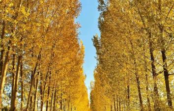 重庆出发汉中赏秋4日自驾游：【大秦知秋】汉中高江路-褒斜古道穿越秦岭4日自驾游-游推荐