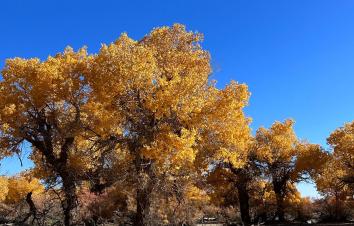 成都出发甘肃内蒙8日自驾游：[金秋胡杨]河西走廊-嘉峪关-金塔胡杨-额济纳胡杨林-西安8日自驾-游推荐