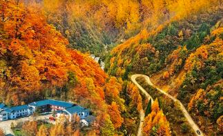 【漫天岭秋色】广元曾家山-林场秋色-云海日出2日自驾-推荐