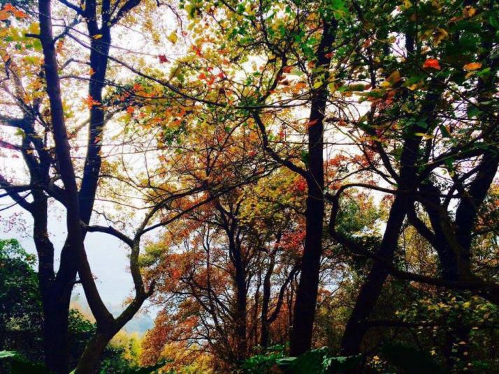 广州石门国家森林公园好玩吗