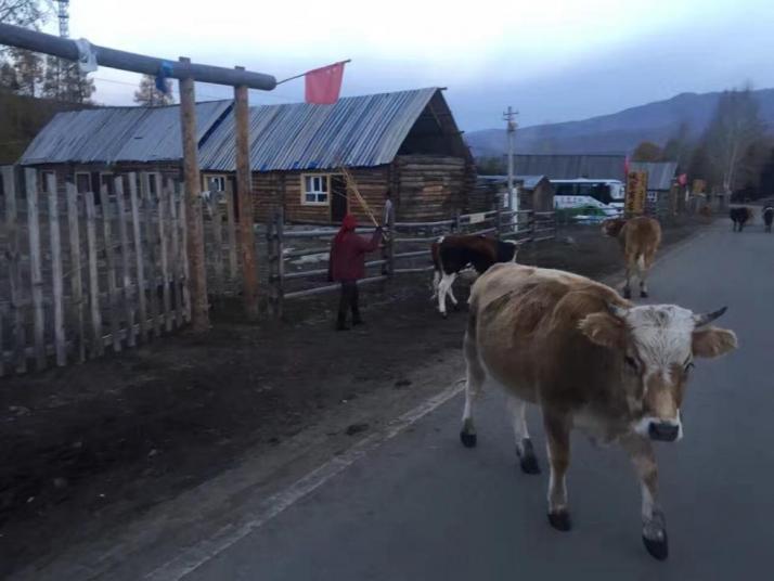 哈巴河白哈巴村好玩吗