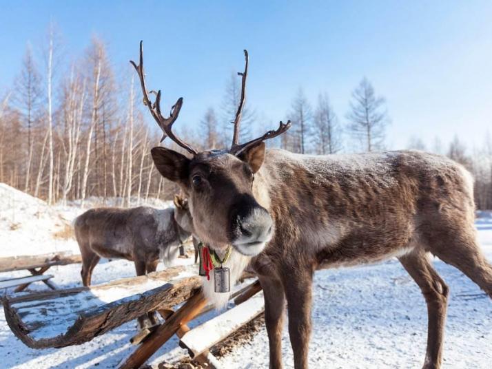 根河布冬霞部落图片
