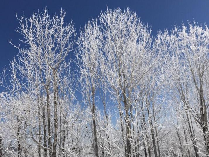 牡丹江雪乡羊草山图片