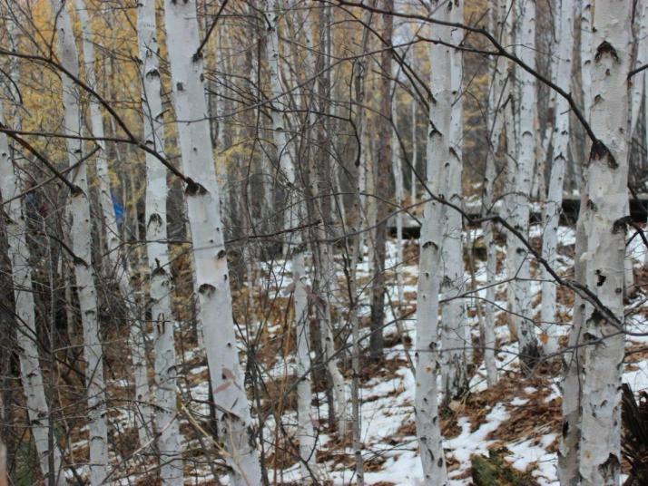 额尔古纳莫尔道嘎图片