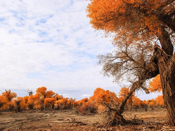 轮台轮台胡杨林